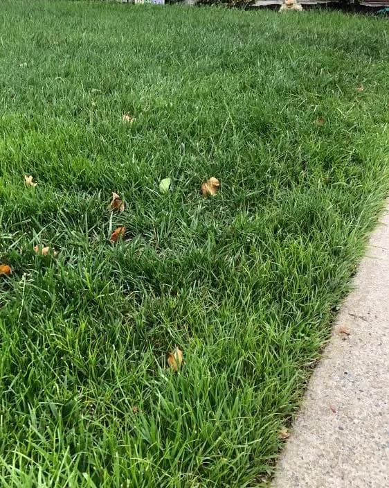 Healthy South Jersey lawn maintained around an outdoor walkway