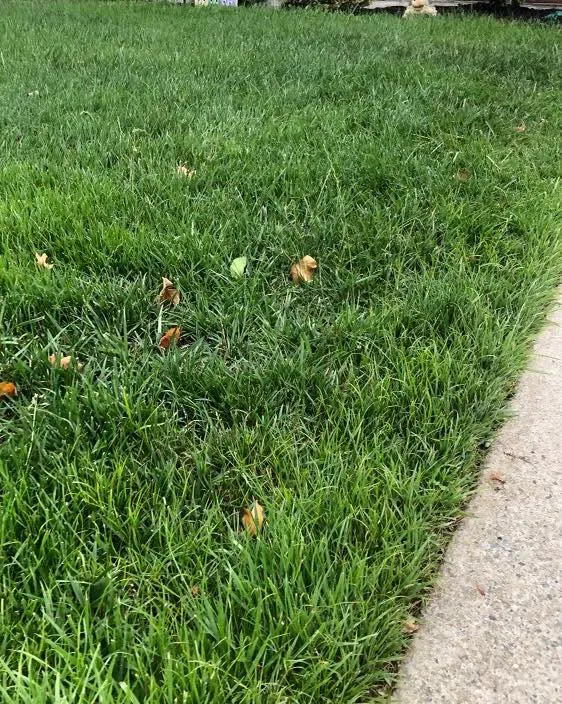 Healthy green lawn beside a walkway kept up by D&R Services lawn care in South Jersey